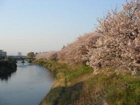 桜_川沿い.JPG